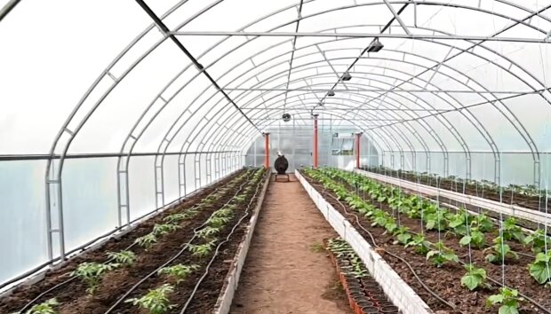 Не убивайте свою теплицу: что посадить после перца, чтобы почва снова задышала