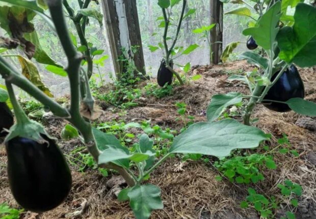 ����� ������ ����� ����������? ��� ��� �������� � �������, ����� ������ ����� �����