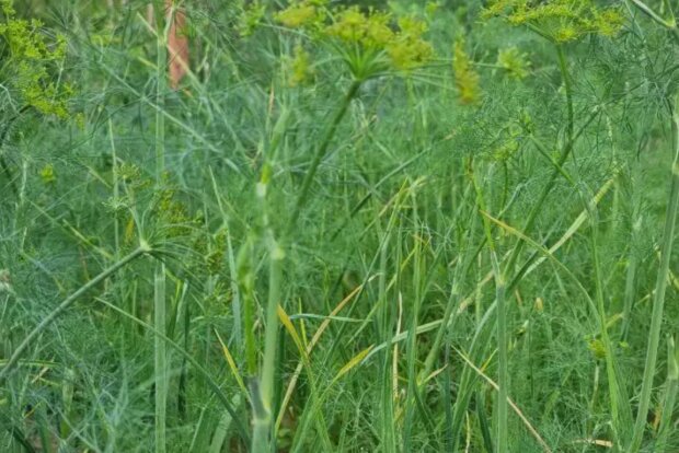 �������� ����� - �������� ��� ������: ������ ������� ������� �� ����� �����