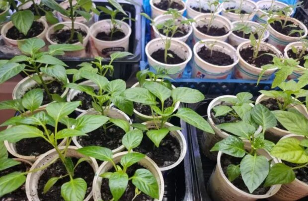 ������� ������ ����� ����� ��������� ����: �������� ������, � ������� ������ ����������