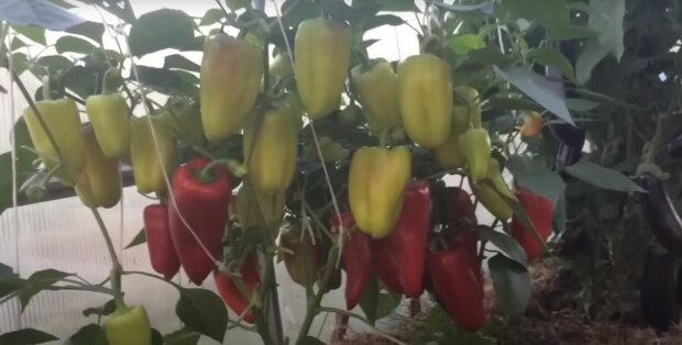 Луна тут ни при чем? Агроном честно объяснил, когда сеять перец в 2026 году и почему календарям верят зря