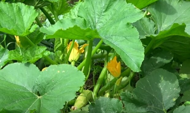 ��� �������� ����� ��������, ����� ������ ����� ��������: ������� ������� �����������