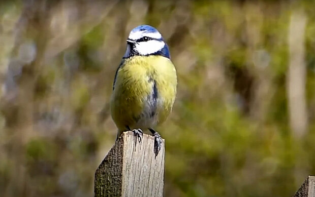 ������� ���������: �������� ������ ���������, ���������� ������� �������