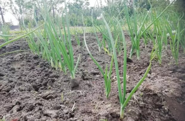 �������� � ������ �������: ������, ��� ����� ���� �������� �����������