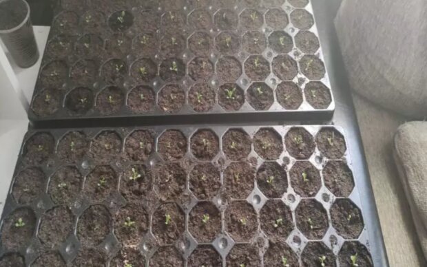 ����������-������: ����� ���� ���� ���������� ���� ������� � ������ �� ���� ������