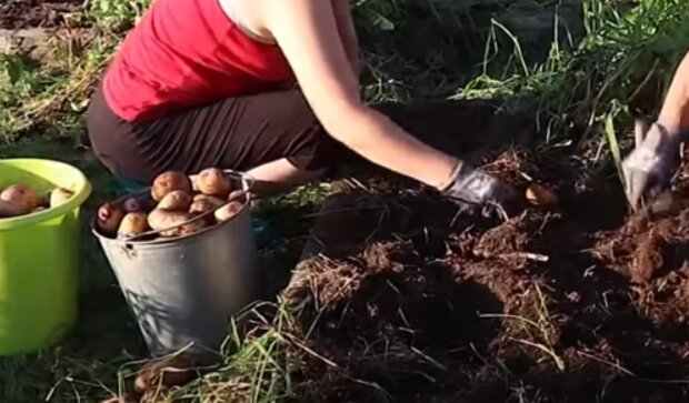 Секрет обильного урожая картофеля: овощи будут вкусными и крахмалистыми