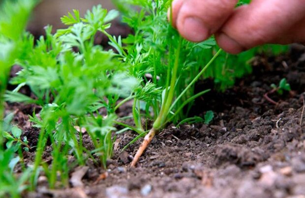 ���������� � ����: ���� "��������" ���� ��������� �� ������������ ����� ������� � �������� ��� � ��������