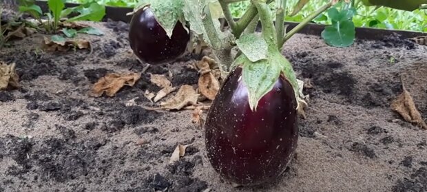 ������ ���� ��������� �� �������: 6 ������, ������� ������ ��� ����������