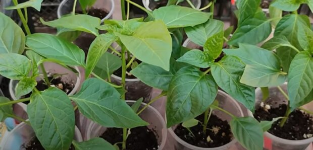 ������ ������� ������� ��� �����������: ��� ����� ������� ����� ��������� � ������ � ������ �������