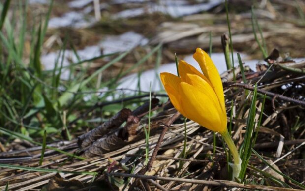 После лютой зимы: в Украину придет март с аномальной погодой, ждать ли резкого потепления