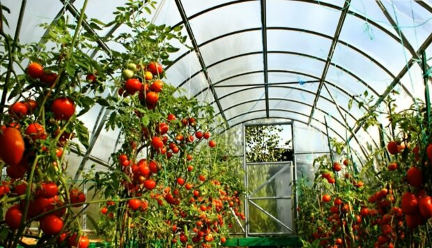 ������� � �������� �������������: ������ �������� ��������� �� ���� 2026 ���� � ����� �� ���������