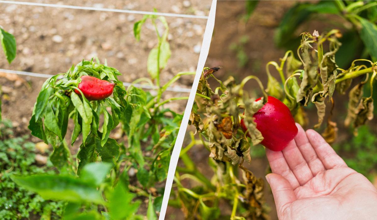 ���� ������ � � ������ ��� �������: ��� �� ����� ������ ����� � ������