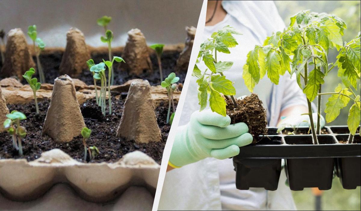 ���� � ����� �������: ����� 6 ������ ����� �������� ������, ����� �������� ������ � ����