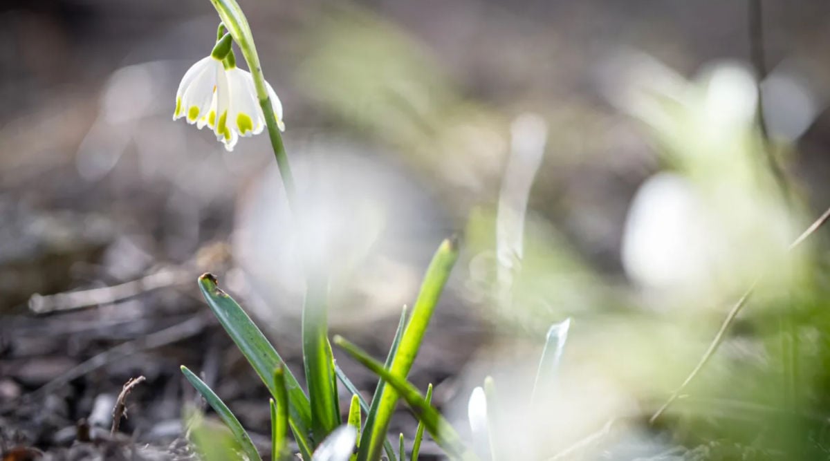 ����� �������� ����: ��������� �������� � ���������� �� +17 � �������