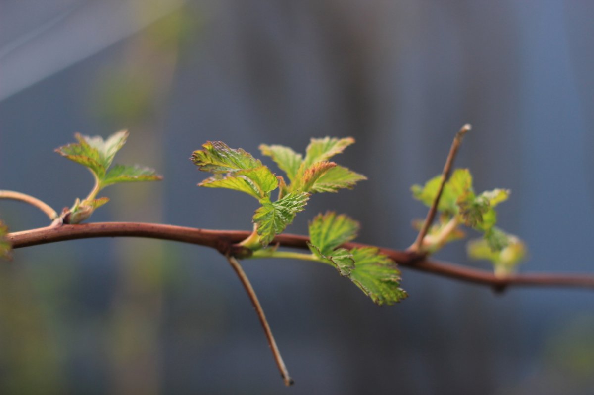 ����� �������� ��������������� ����� � 2026 ����: ������ ���� �������������