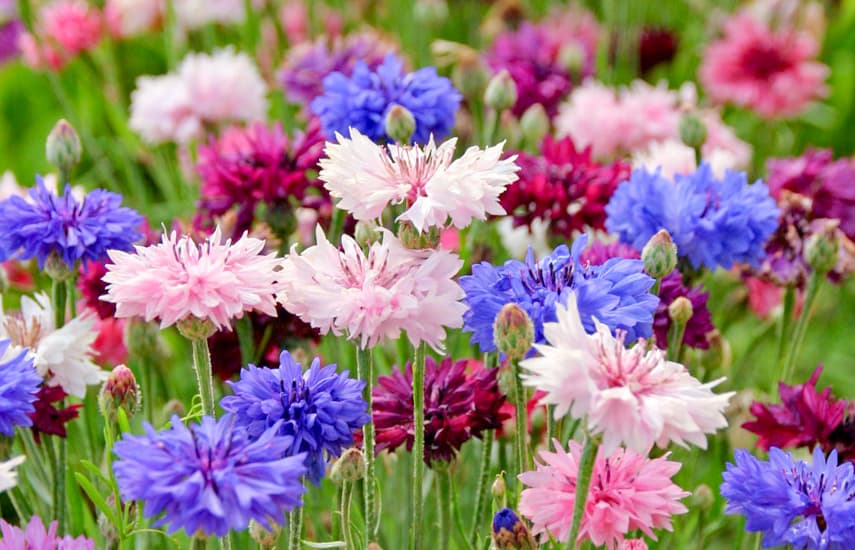 Что сажать в апреле: цветы, которые гарантированно приживутся и зацветут