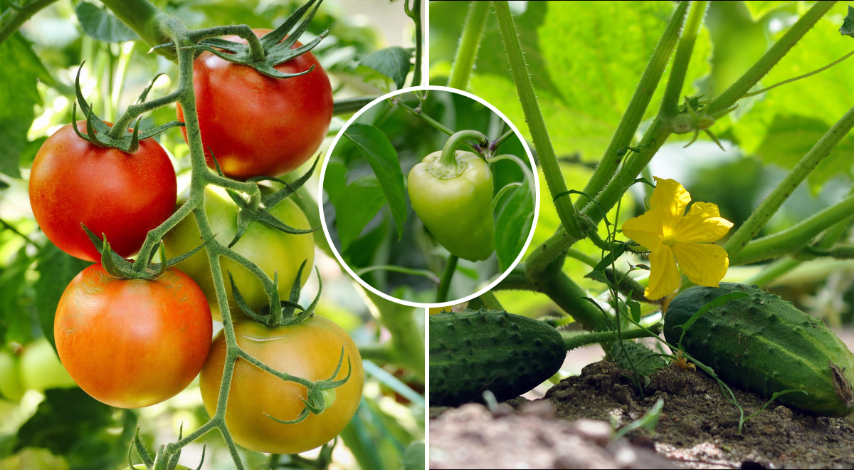 Рекордный урожай помидоров и перца: простой и эффективный рецепт удобрения для рассады