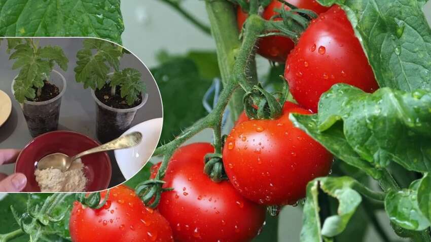 Рекордный урожай помидоров и перца: простой и эффективный рецепт удобрения для рассады