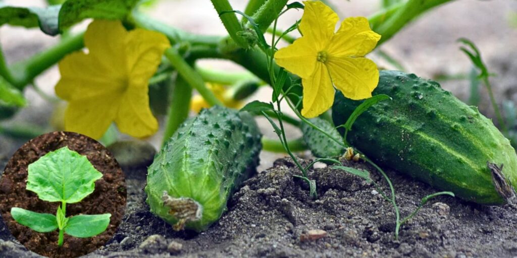 �� �������� ����: ����� ������ ������ ��� ������� ������ � ��������� ������