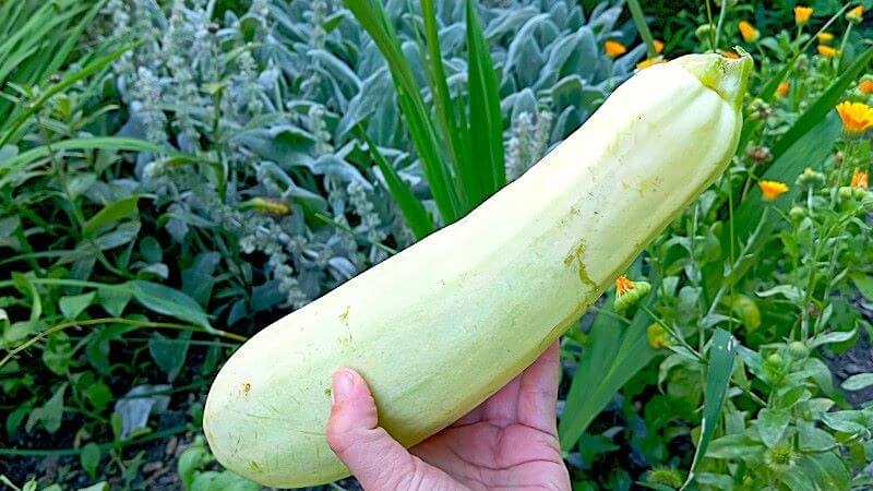 ������ �������� ��� �������: ����� �������� ����� ��� ����������