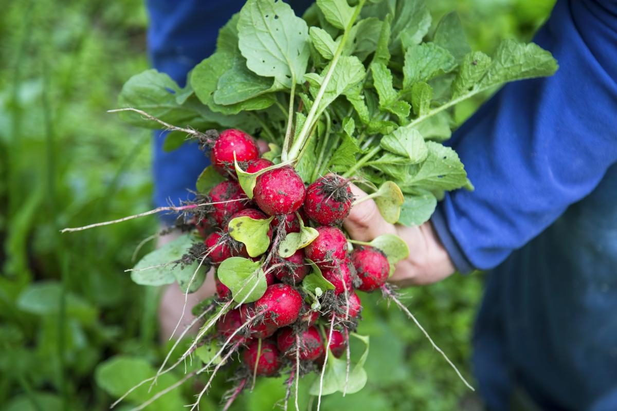 ������ ����� ����������: ������� � ������� ������� ��������