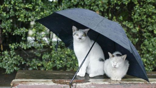 ������� ������ �� ���: ���������� � ��������� � ��������� ����