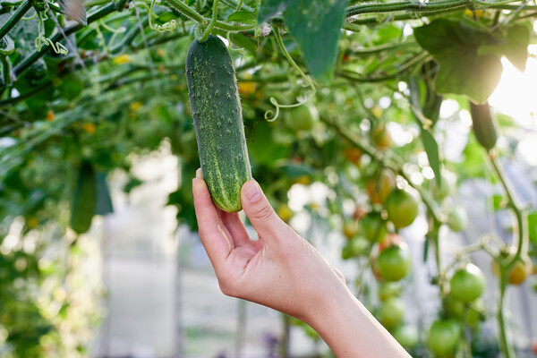 ��������� ������ �������: ��� �������� ������ ��� �����������