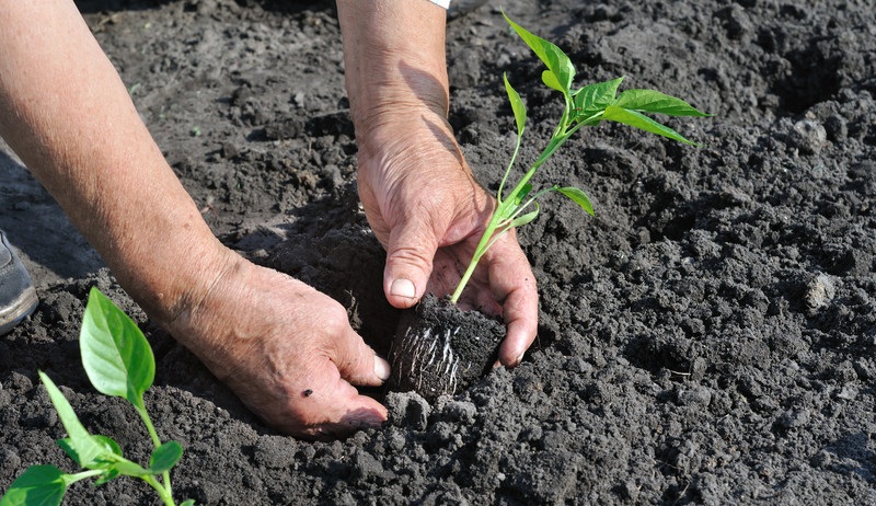 ��� ����������� ������ ��� ������� ������: ������ �� ������� �������