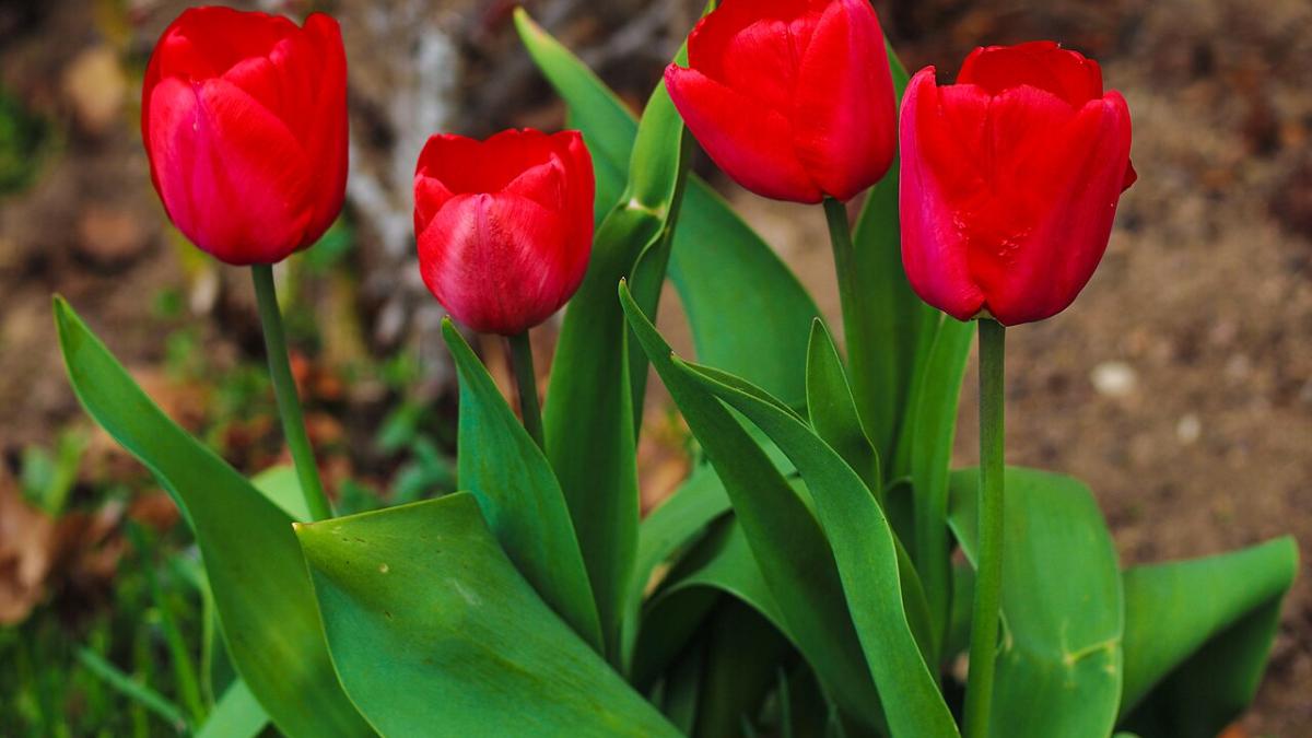 ������ �������� ������� �� ��������: ��� ����������� ������ ���������