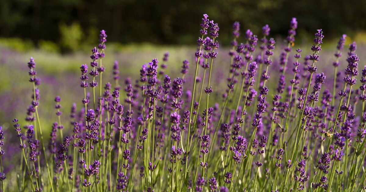 ���������� ���: ��� ������� 8:8:8 ������� ����� ������� ������ �� ���������� ������ ���