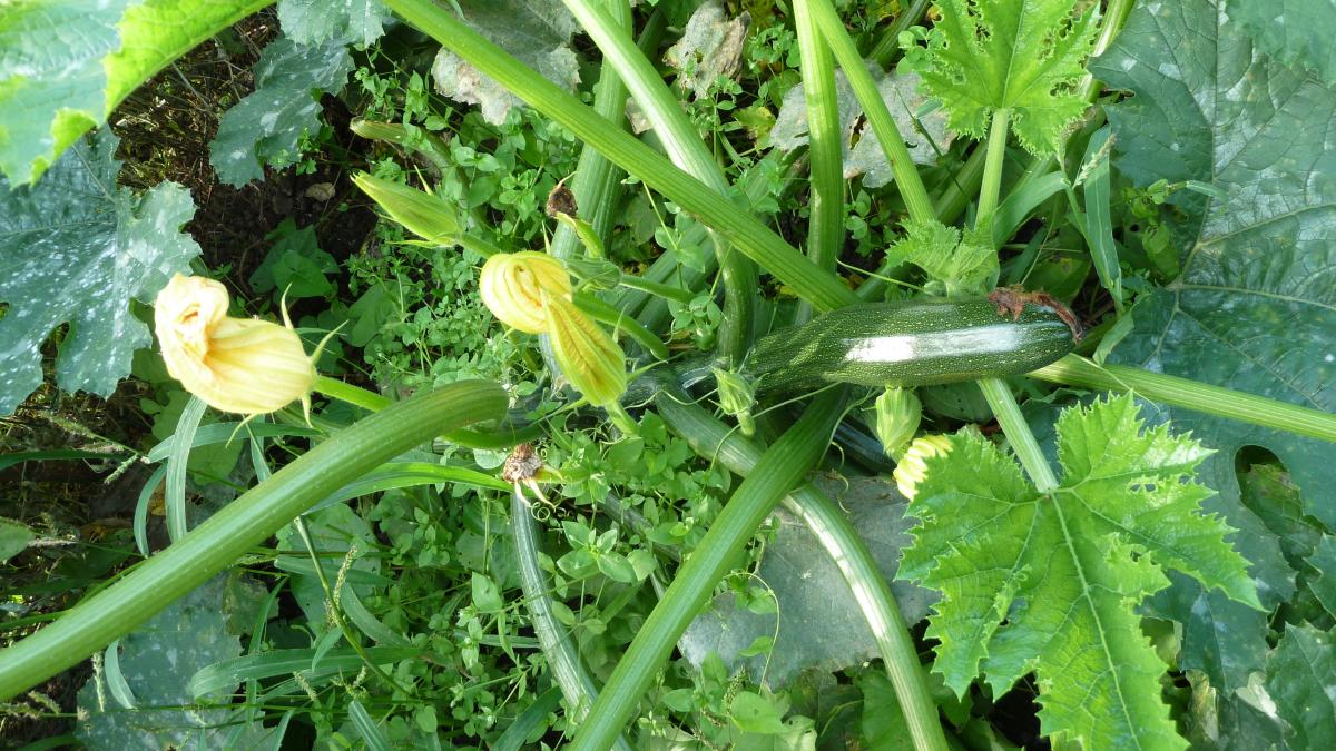 �������: ������� �������� ������� ��� �������� ������